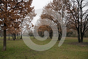 BerliÃÂn, Alemania, December 12, 2010- Autumn trees in park photo